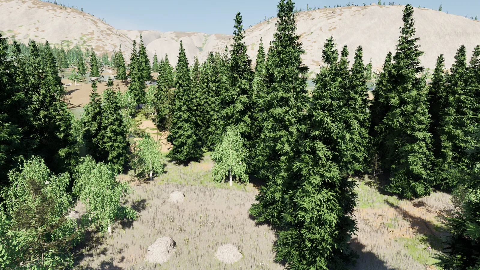 Spruce and birch forest in the starting valley