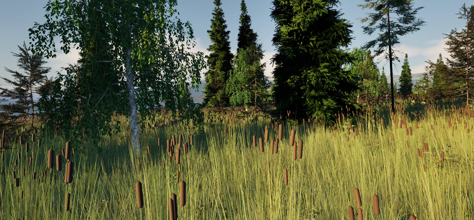 Golden cattails and tall grass in warm afternoon light, with white-barked birches and dark spruces in front of the fjord