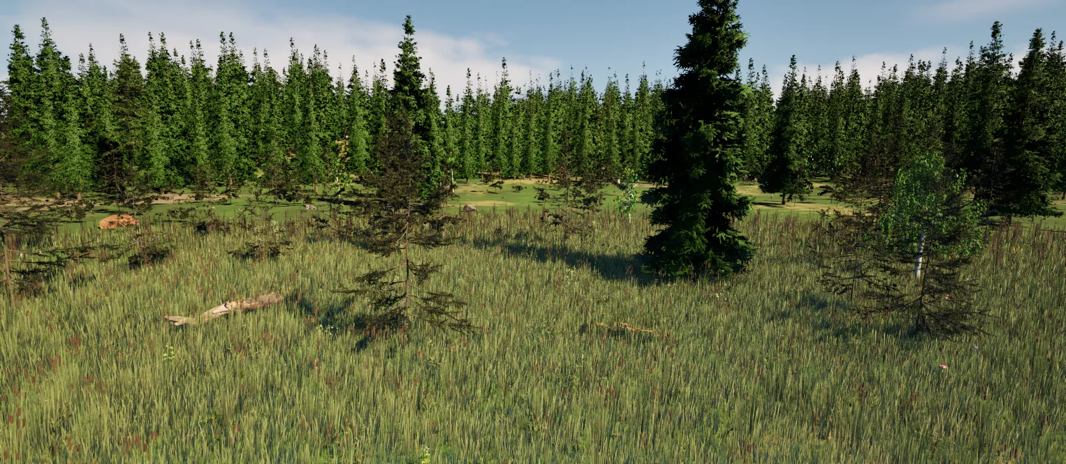 An open glade inside the spruce forest with fallen logs, tall meadow grass and warm afternoon shadows