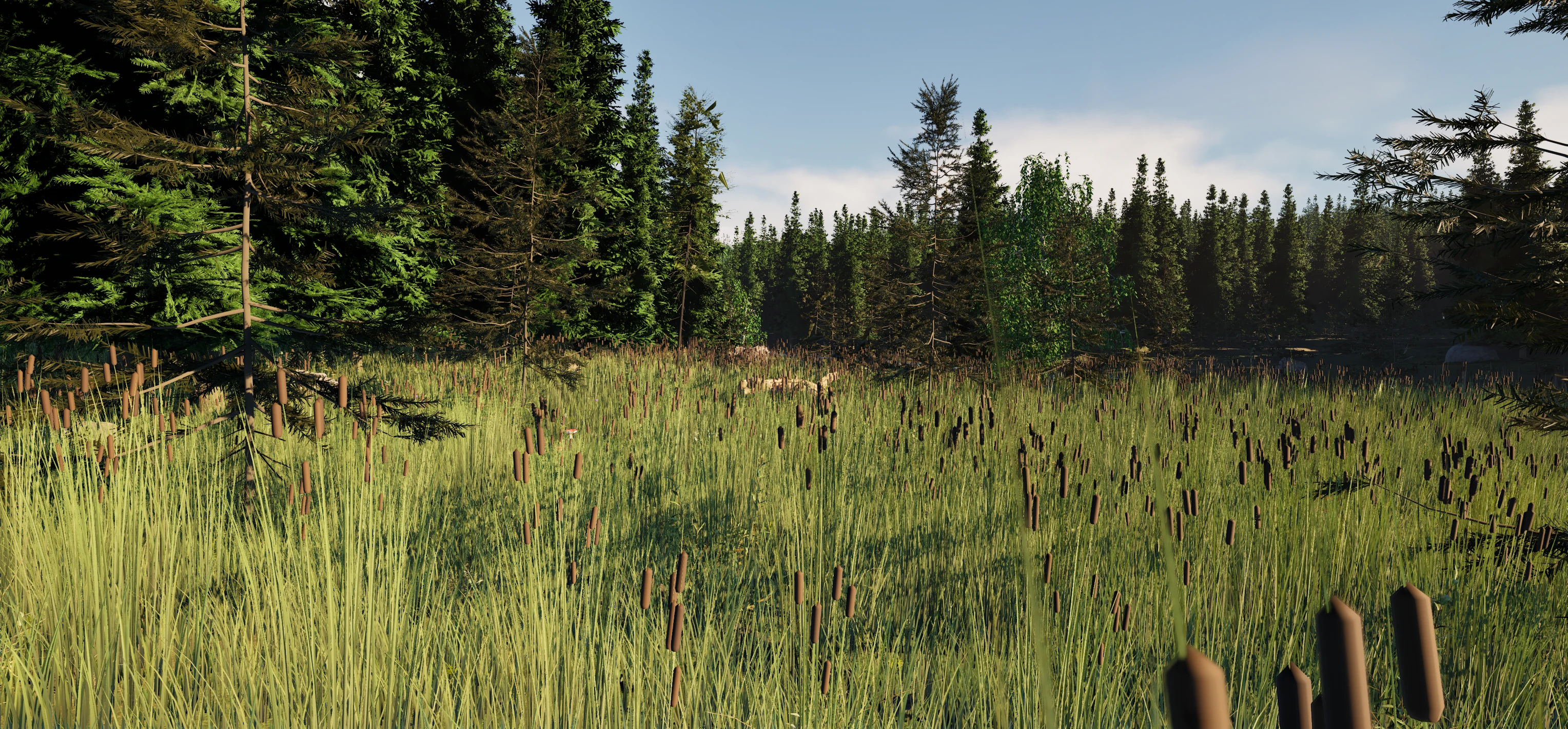 Late afternoon sunbeams filtering through dark spruce and birch trees onto a clearing of tall grass and cattails